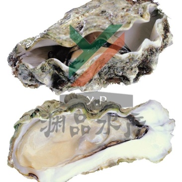 【渊品水产】养马岛海蛎子牡蛎生蚝