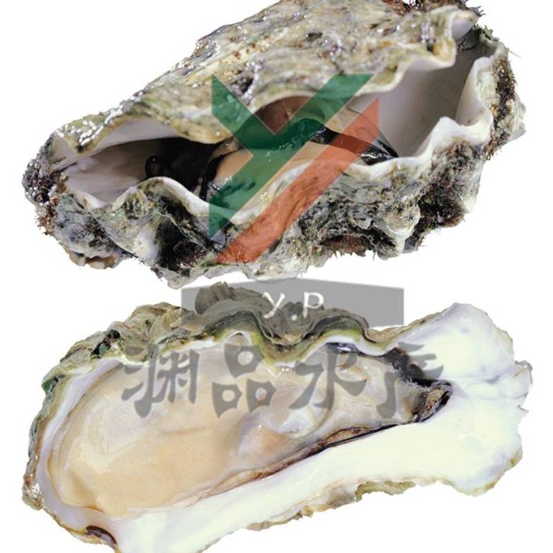 【渊品水产】养马岛海蛎子牡蛎生蚝