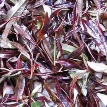 紫娟普洱生态精品茶【十年荒山、头春、头茶】