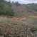 紫娟普洱生态精品茶【十年荒山、头春、头茶】