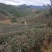 紫娟普洱生态精品茶【十年荒山、头春、头茶】