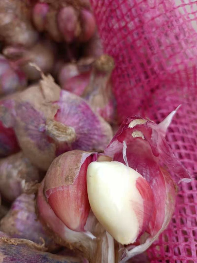 云南新鲜紫皮大蒜鲜大蒜10块钱3斤模式