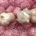 云南新鲜紫皮大蒜鲜大蒜10块钱3斤模式