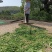 干菜