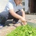 干菜