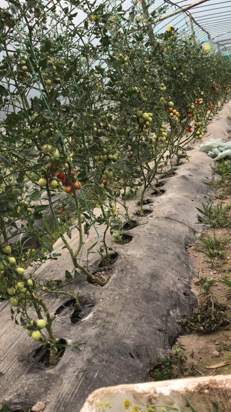 番茄、丝瓜、西葫芦、杭茄、辣椒，只批不零