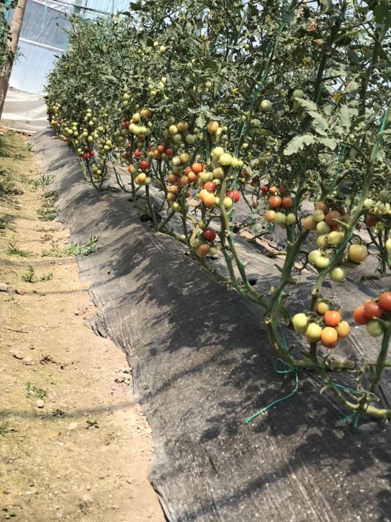 番茄、丝瓜、西葫芦、杭茄、辣椒，只批不零