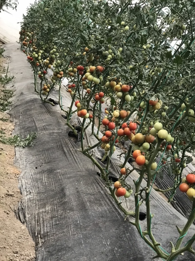 番茄、丝瓜、西葫芦、杭茄、辣椒，只批不零