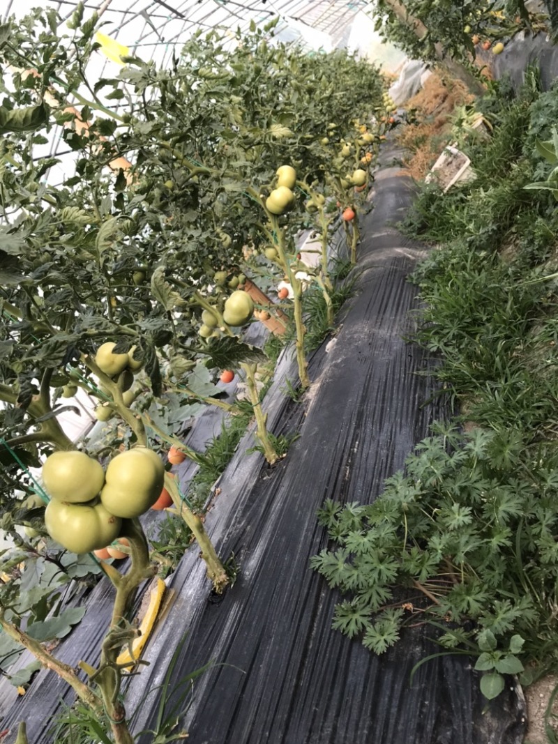 番茄、丝瓜、西葫芦、杭茄、辣椒，只批不零
