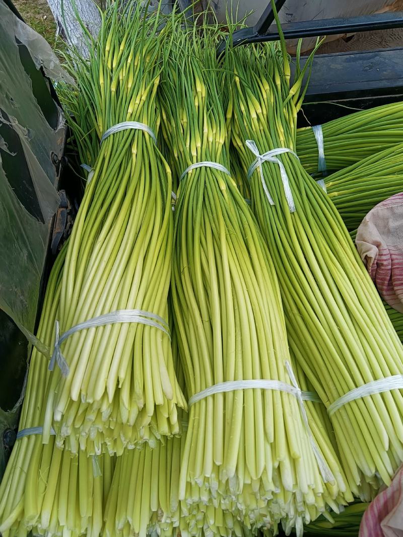蒜薹