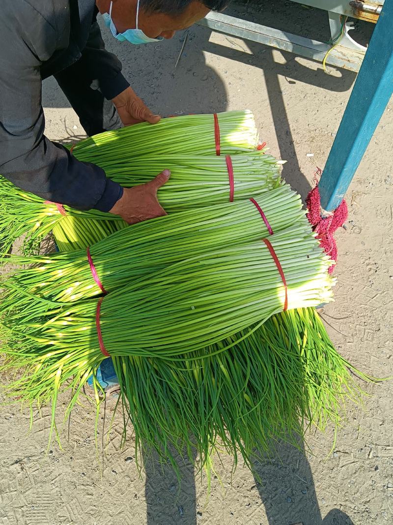 蒜薹