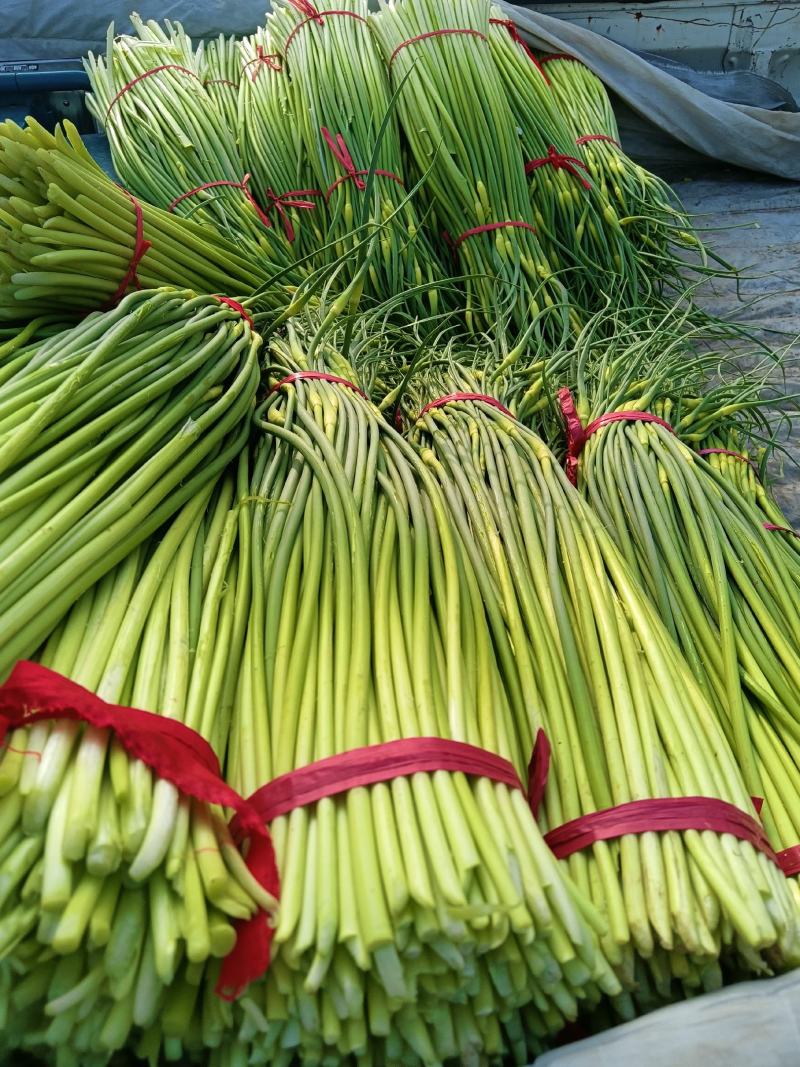 蒜薹