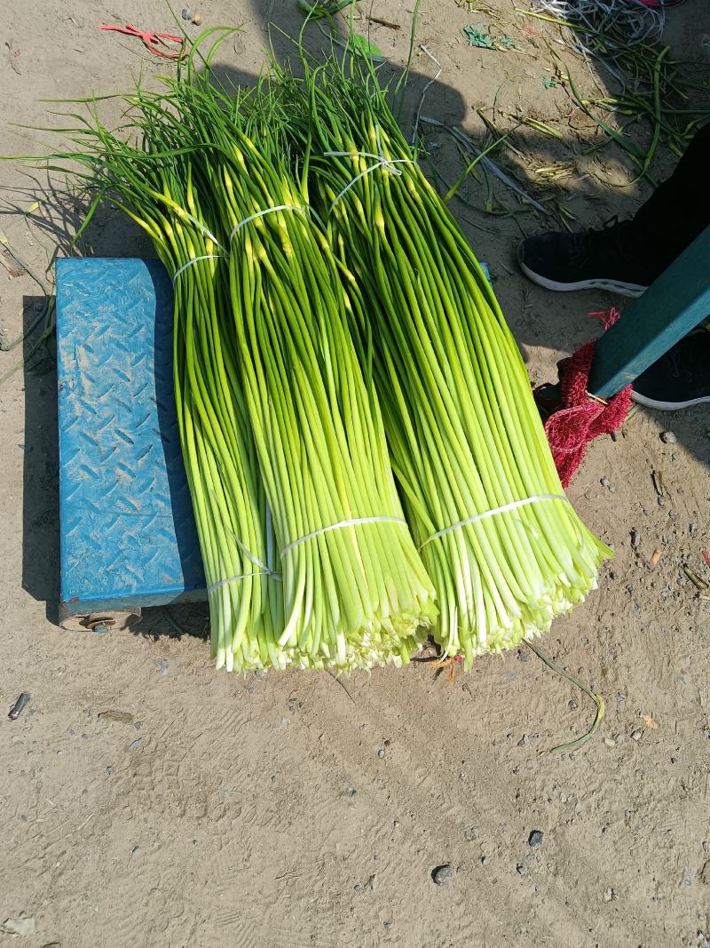 蒜薹