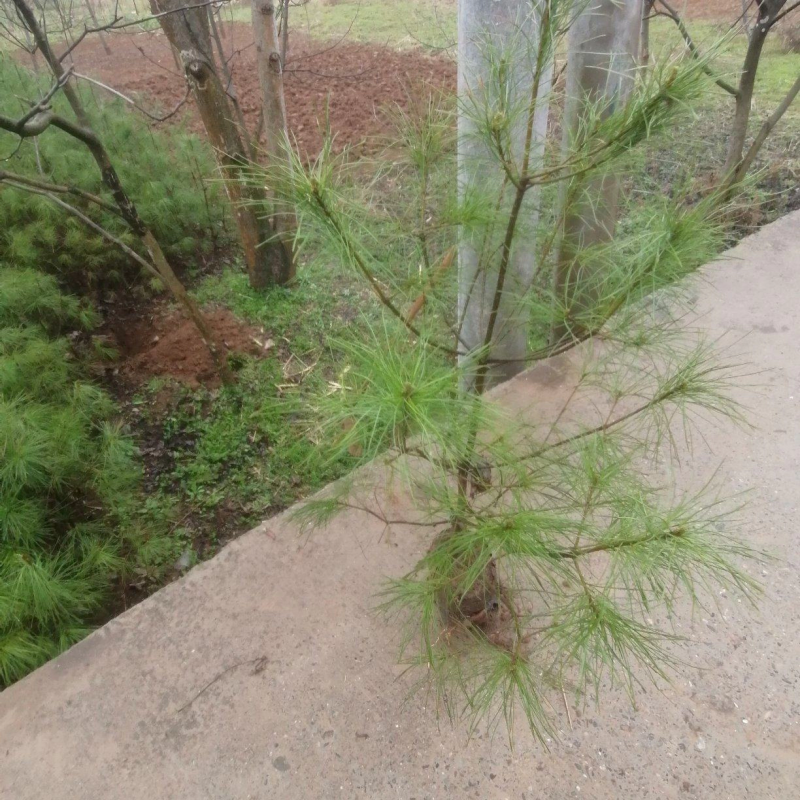 【推荐】绿化苗木华山松产地直发，货量充足