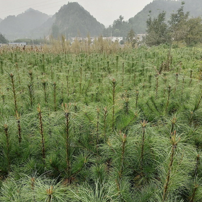 【推荐】绿化苗木华山松产地直发，货量充足