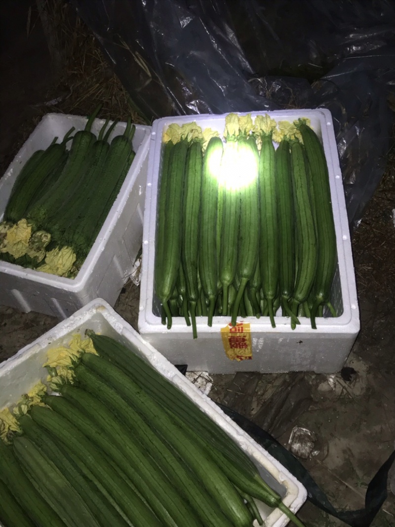 番茄、丝瓜、西葫芦、杭茄、辣椒，只批不零