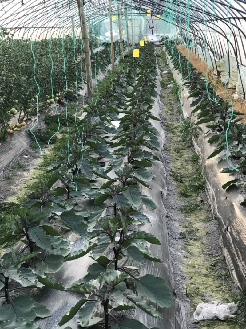 番茄、丝瓜、西葫芦、杭茄、辣椒，只批不零
