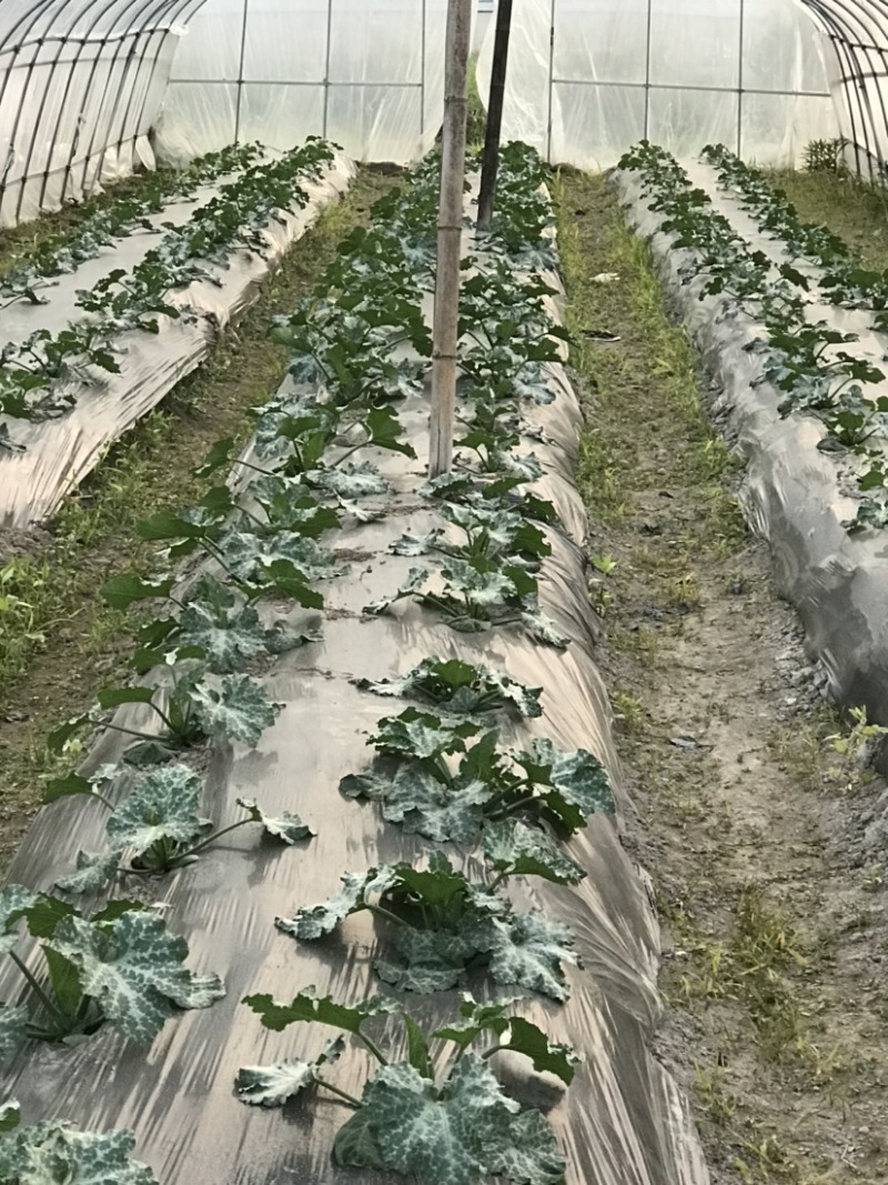 番茄、丝瓜、西葫芦、杭茄、辣椒，只批不零