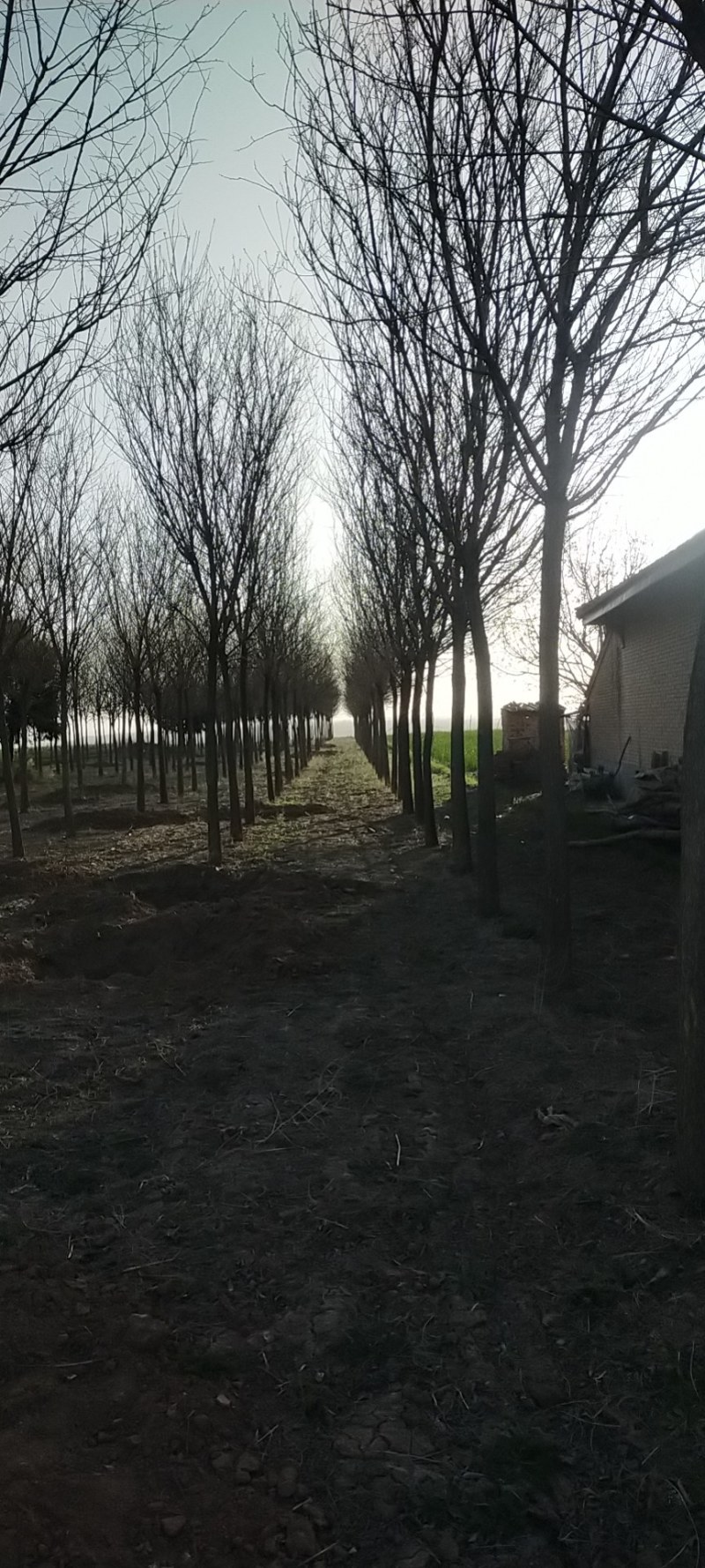自家苗圃十到十四公分国槐树，无中介，打号挖树装车。