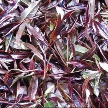 【紫娟普洱】生态精品茶（十年荒山头春头采）