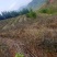 【紫娟普洱】生态精品茶（十年荒山头春头采）