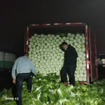 黄心大白菜，山东省日照市莒县优质大白菜，一，公平交易，