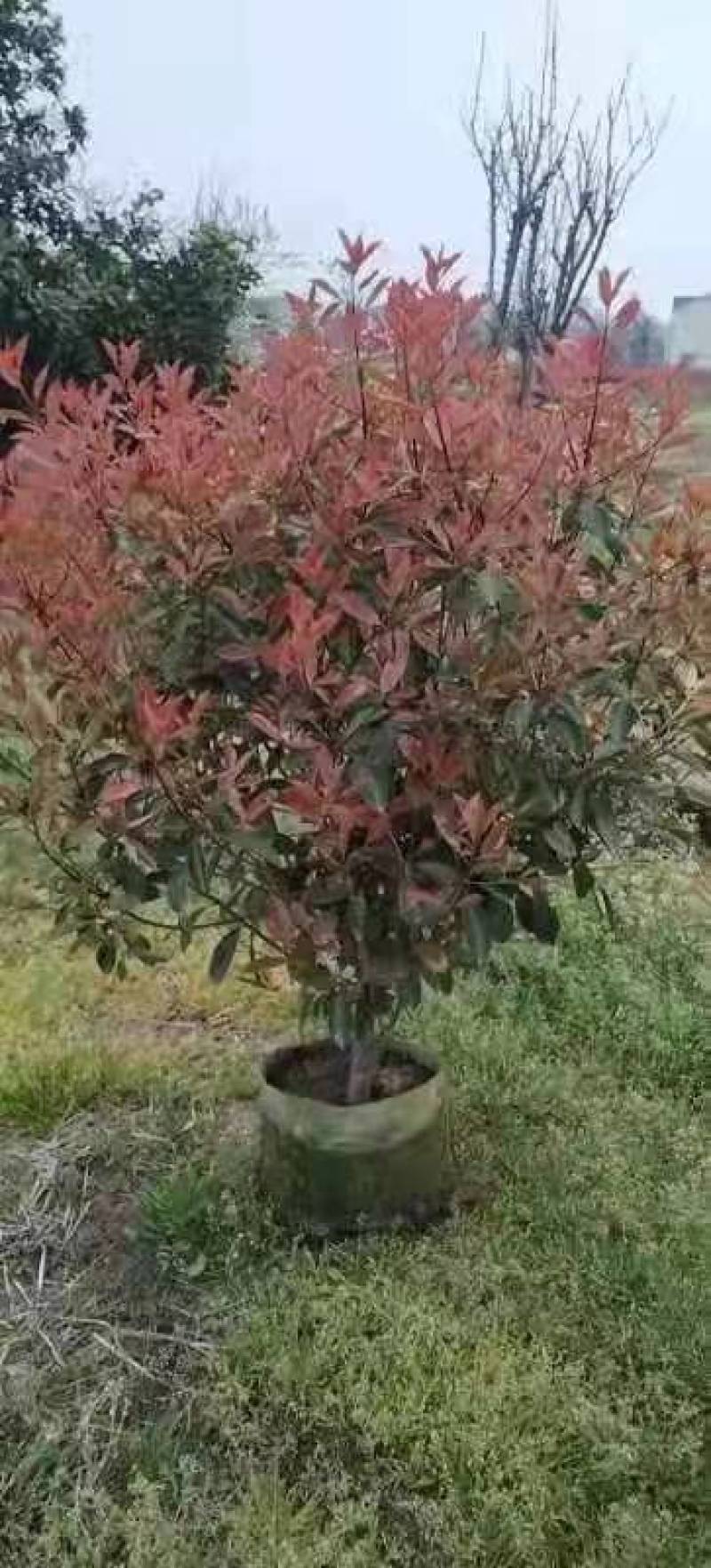 一手石楠1一2.5米，信阳，肥东，桐城有基地，自家苗圃。
