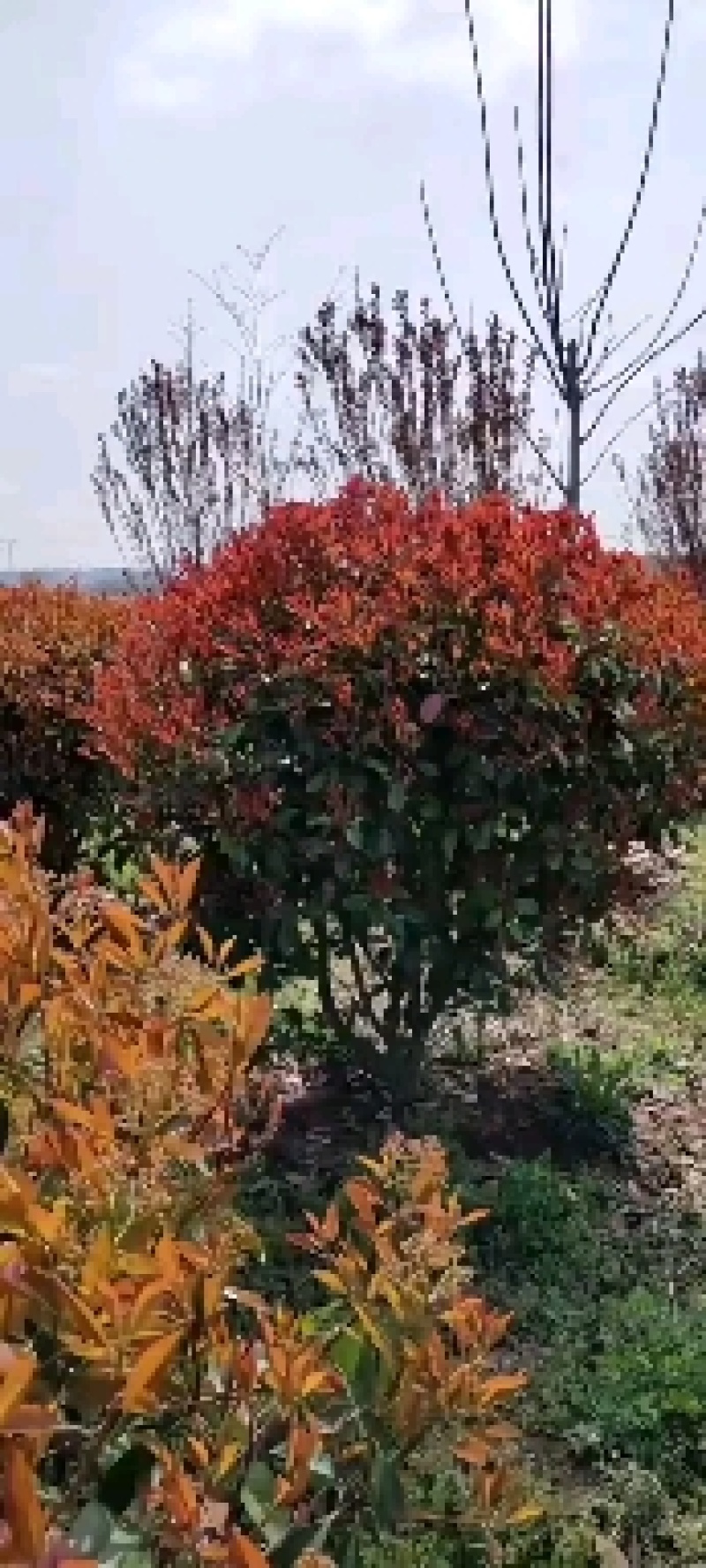 一手石楠1一2.5米，信阳，肥东，桐城有基地，自家苗圃。