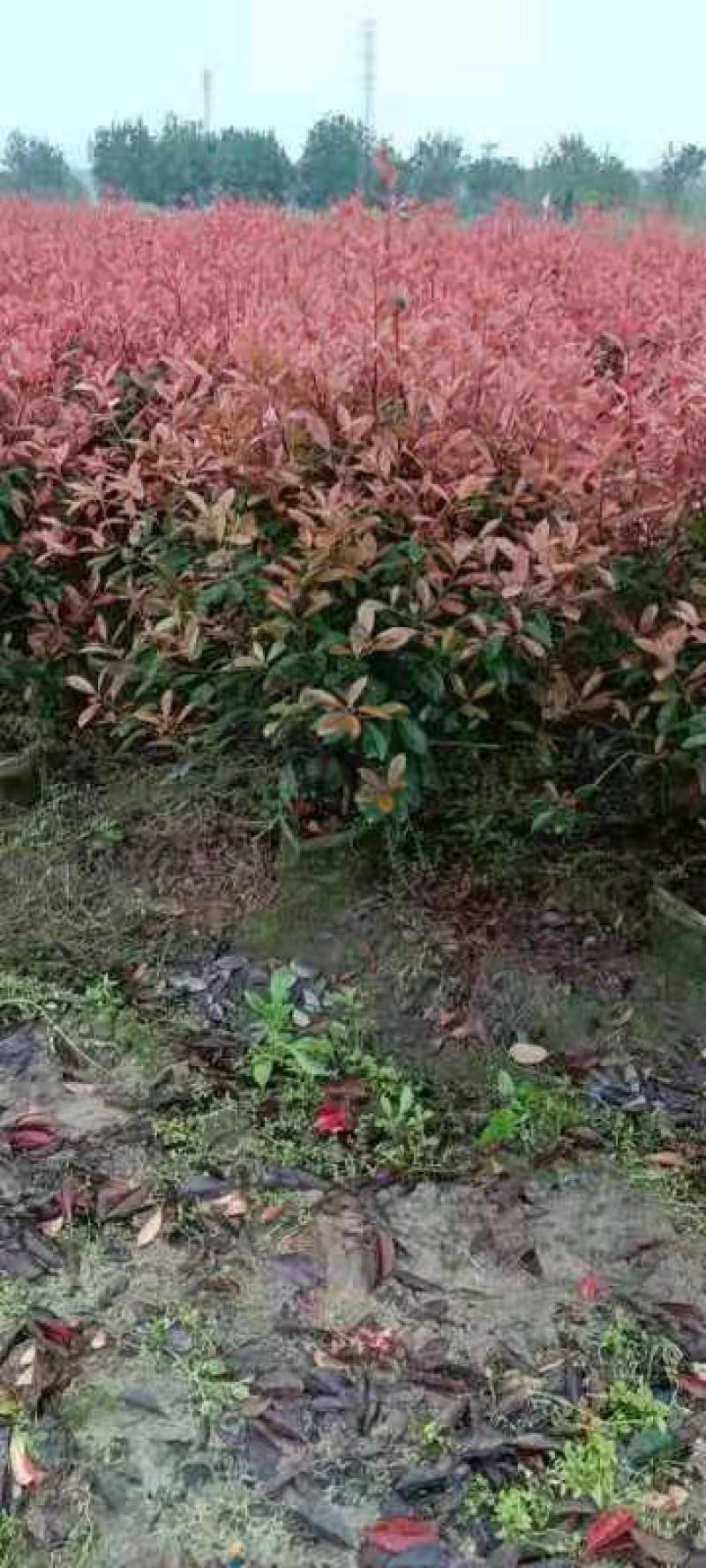 一手石楠1一2.5米，信阳，肥东，桐城有基地，自家苗圃。