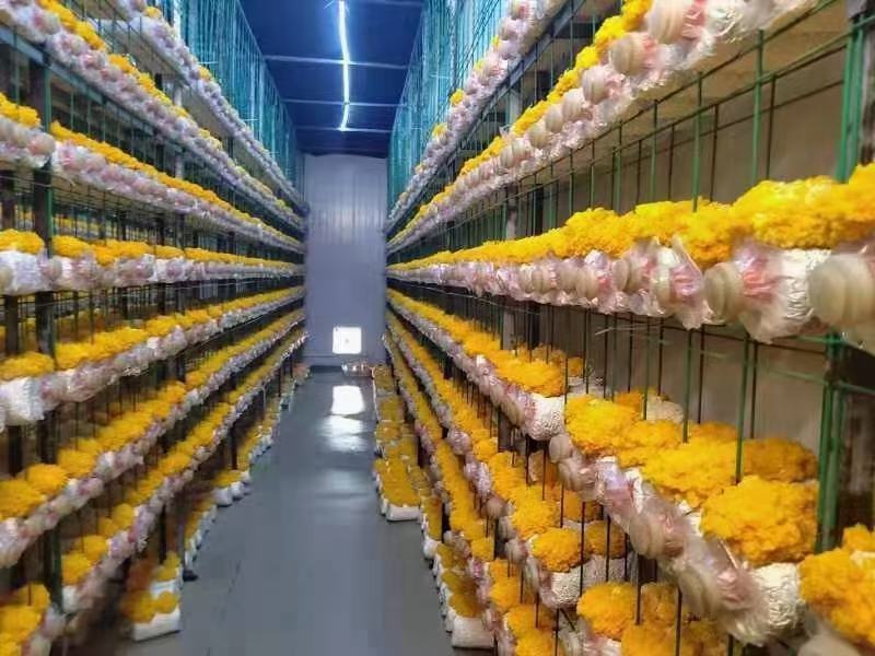 优质的金耳菌菌包，提供种殖技术，欢迎咨询