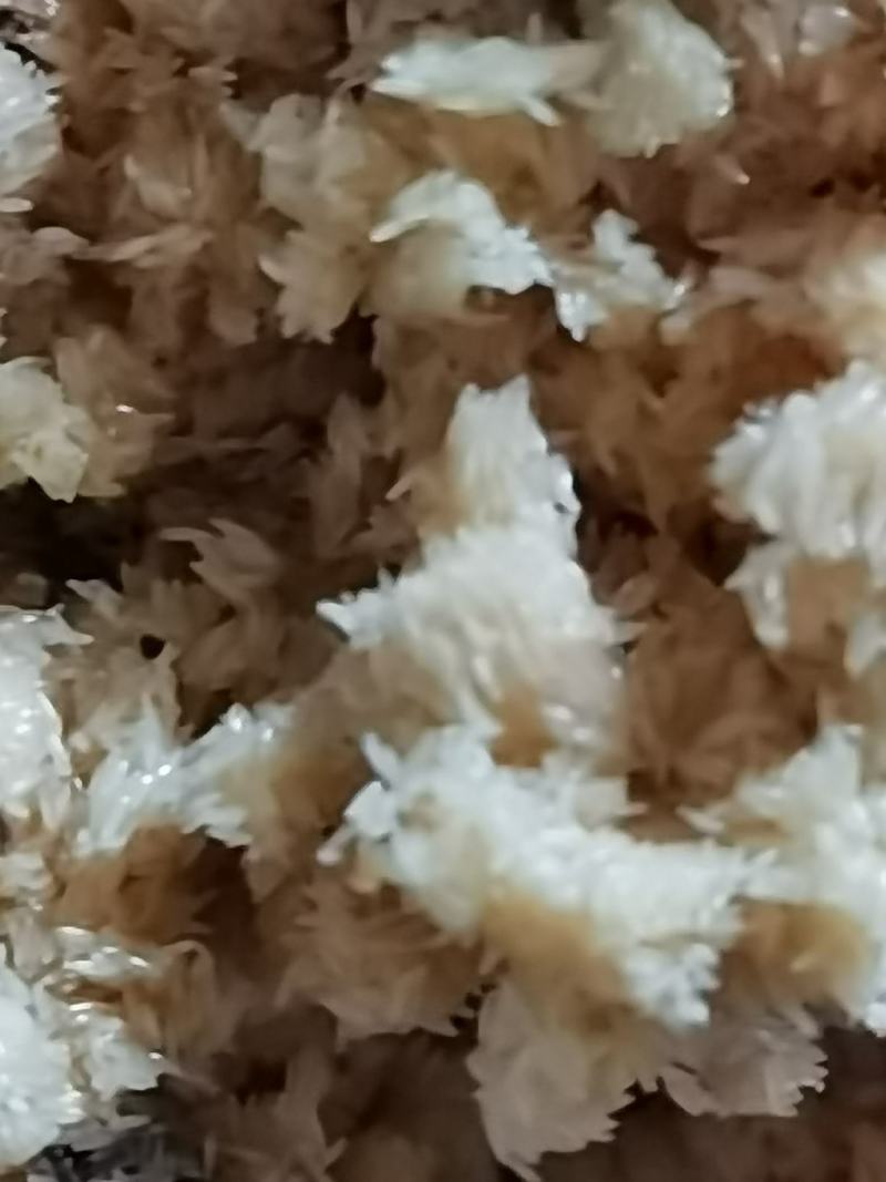 黑水虻虫卵，常年现货发售，顺丰包邮，质量保证