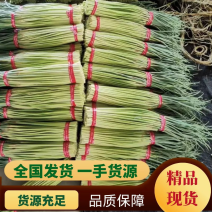 【新鲜】邳州红帽蒜苔，一首货源！产地直销！品质保障