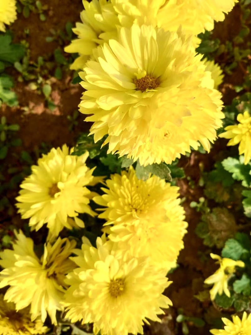 菊花地被菊。自产自销。批发价格