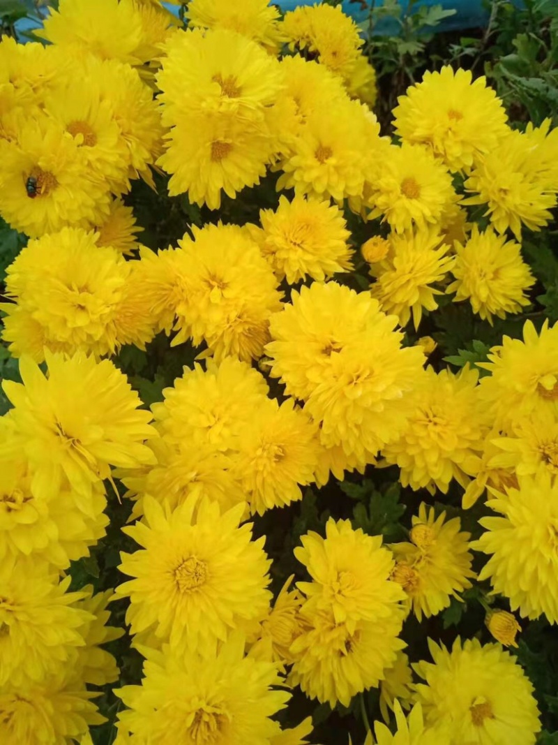 菊花地被菊。自产自销。批发价格