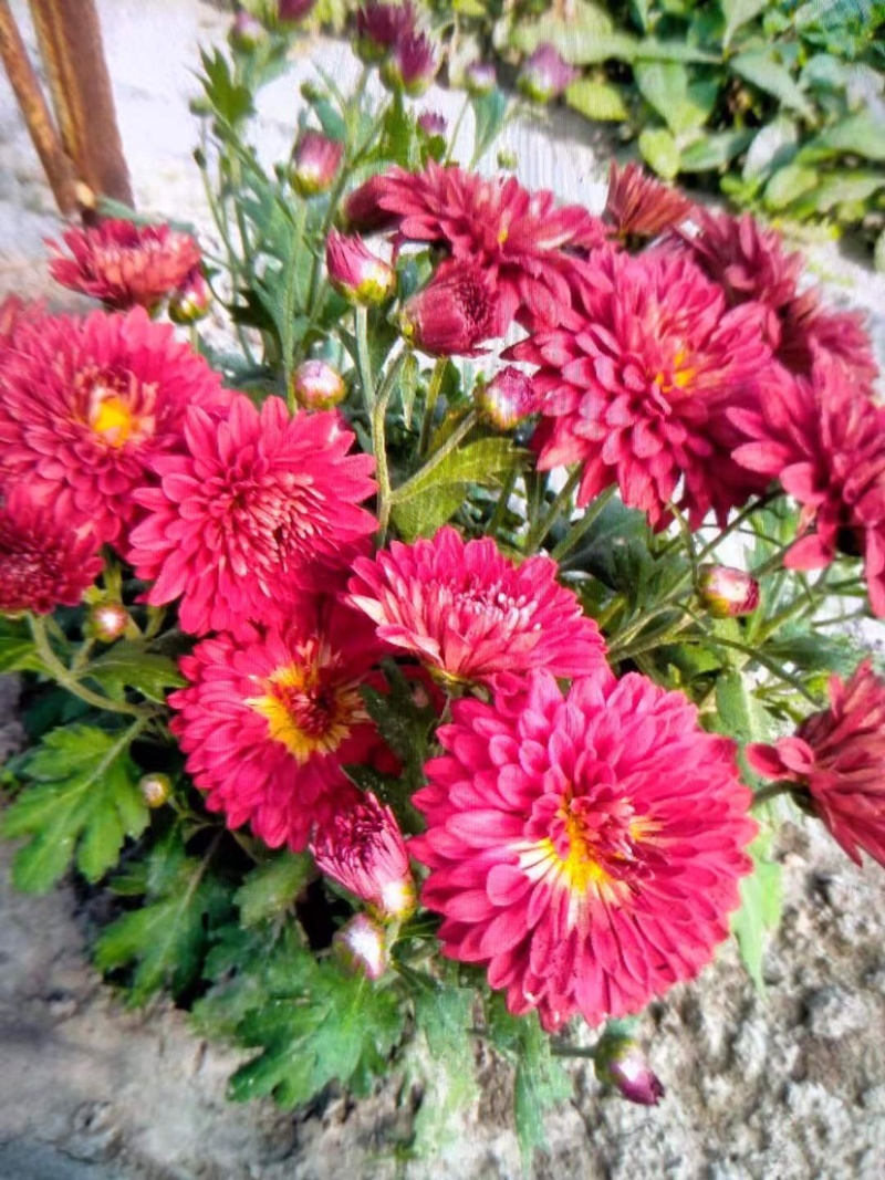菊花地被菊。自产自销。批发价格