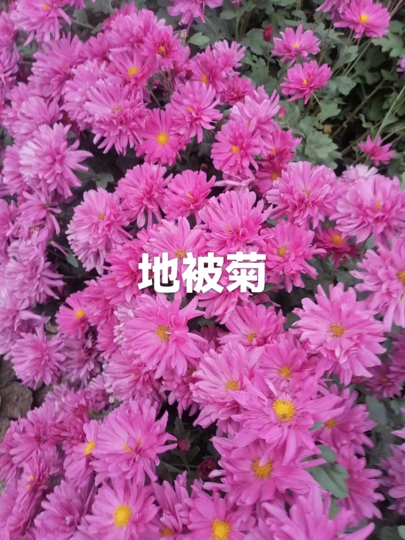 菊花地被菊。自产自销。批发价格