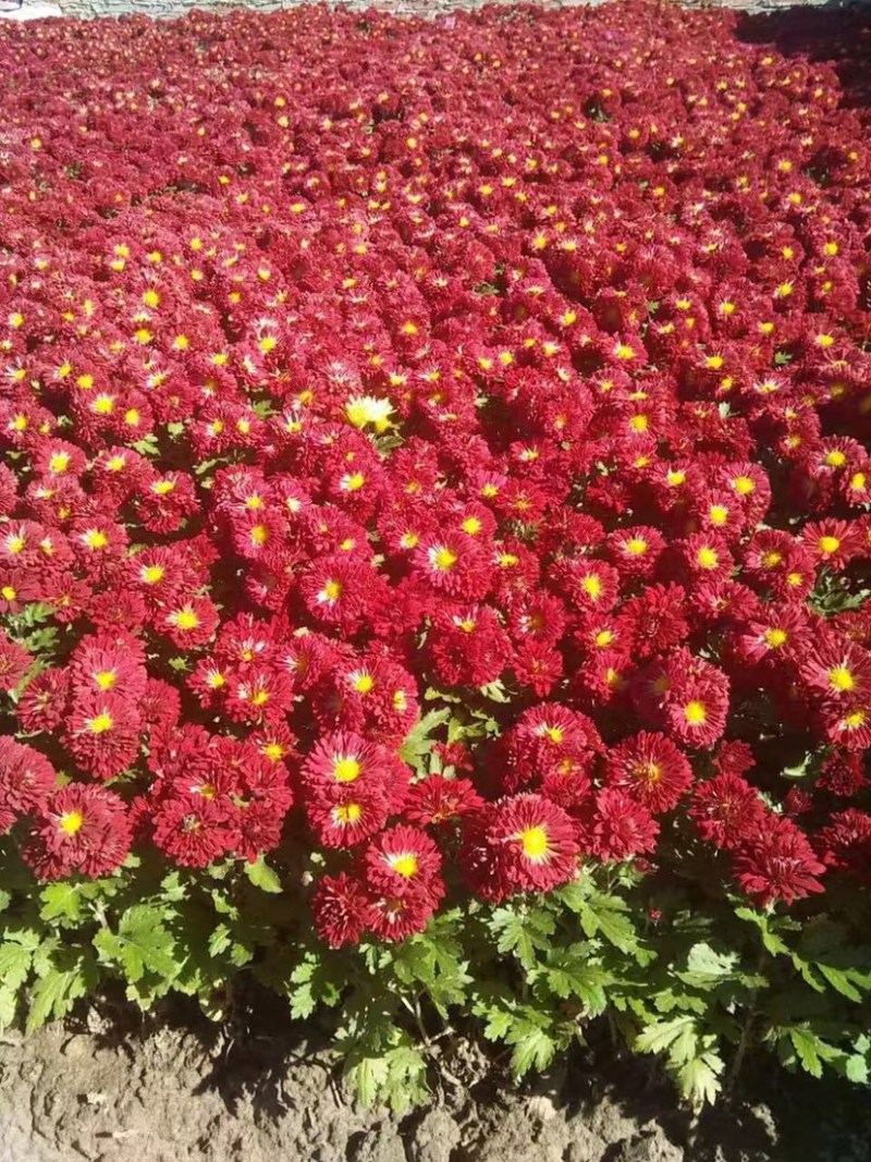 菊花地被菊。自产自销。批发价格