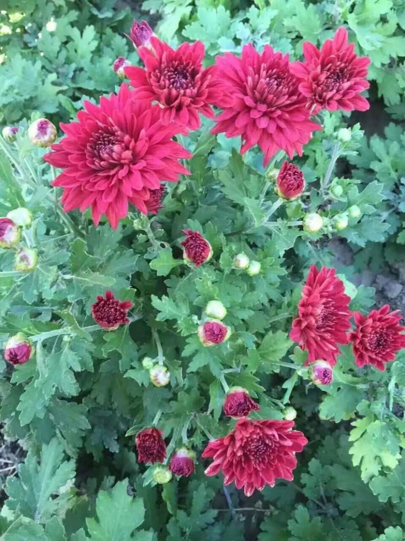 菊花地被菊。自产自销。批发价格