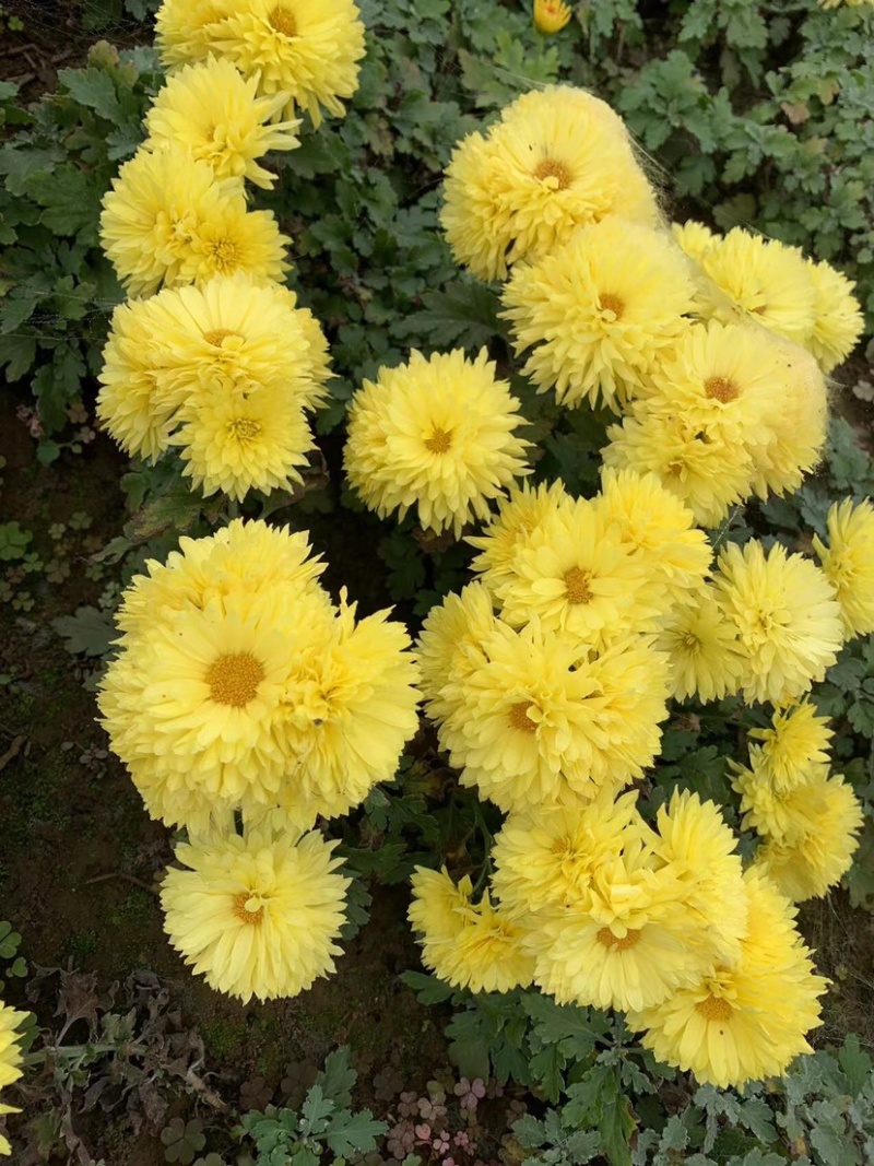 菊花地被菊。自产自销。批发价格