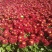 菊花地被菊。自产自销。批发价格