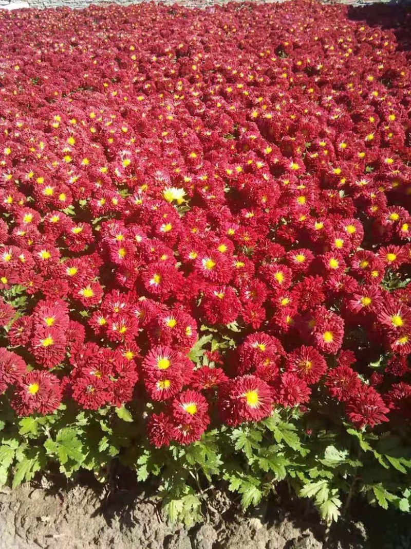 菊花地被菊。自产自销。批发价格
