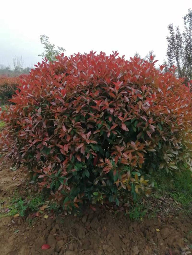一手石楠1一2.5米，信阳，肥东，桐城有基地，自家苗圃。