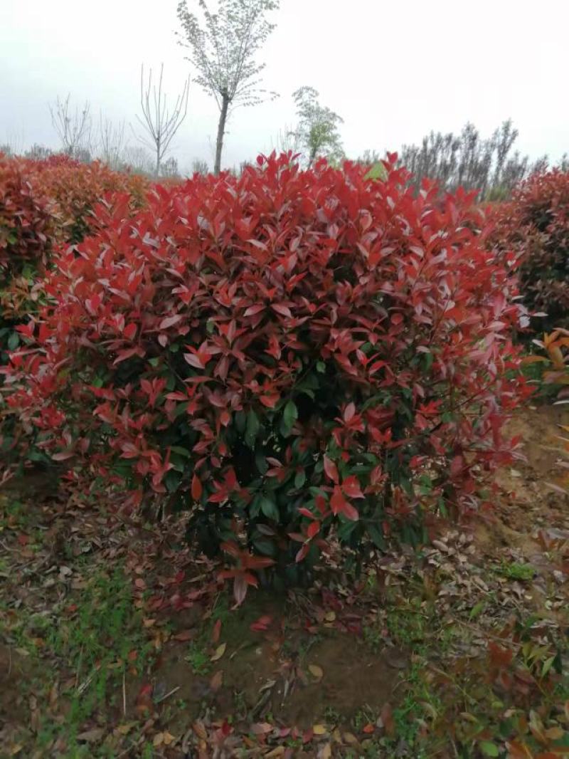 一手石楠1一2.5米，信阳，肥东，桐城有基地，自家苗圃。