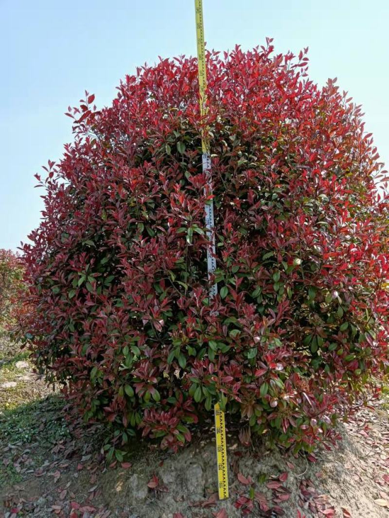 一手石楠1一2.5米，信阳，肥东，桐城有基地，自家苗圃。