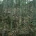 高山白竹春鲜笋，去皮，无污染源。