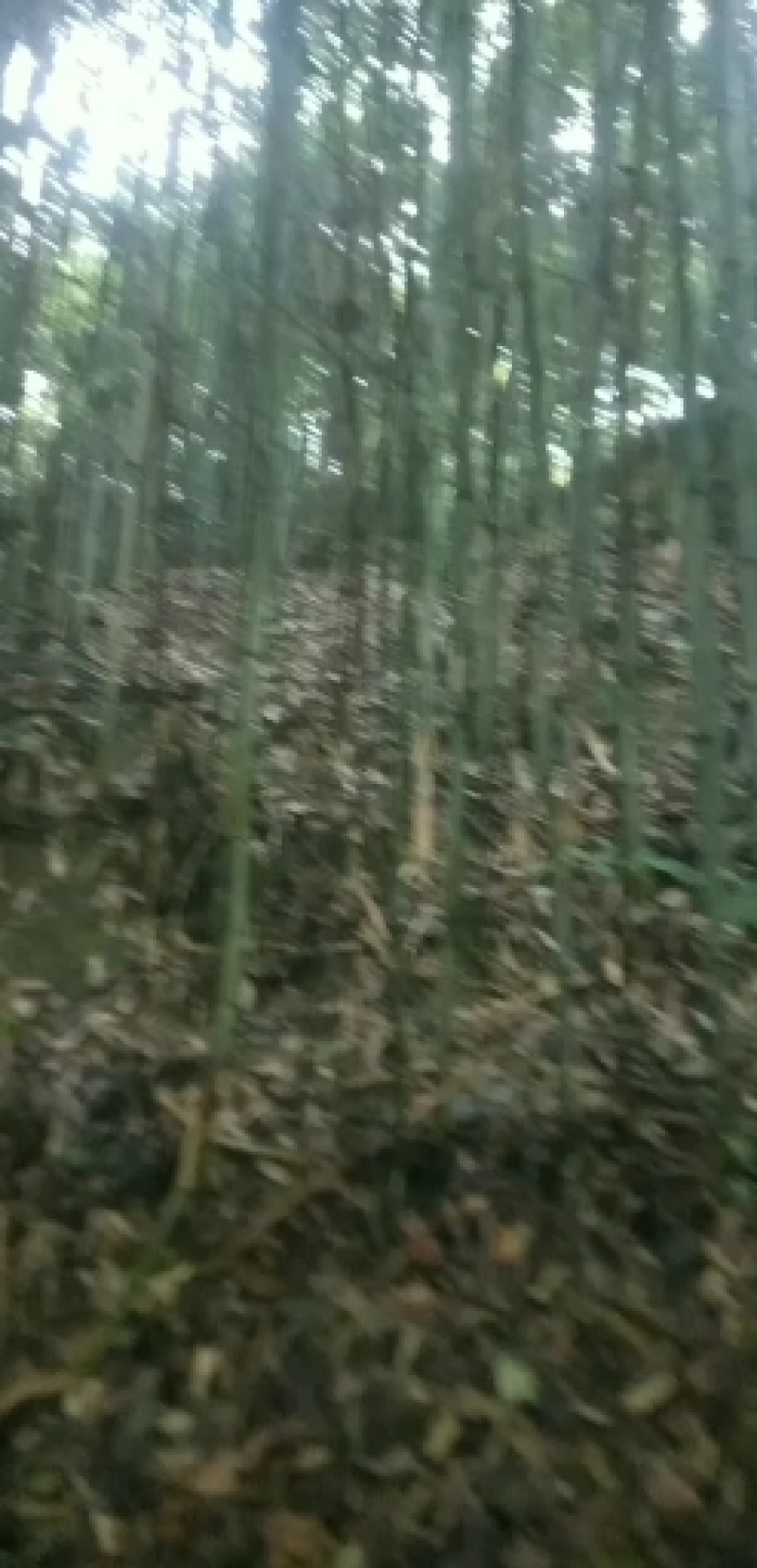 高山白竹春鲜笋，去皮，无污染源。