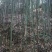 高山白竹春鲜笋，去皮，无污染源。