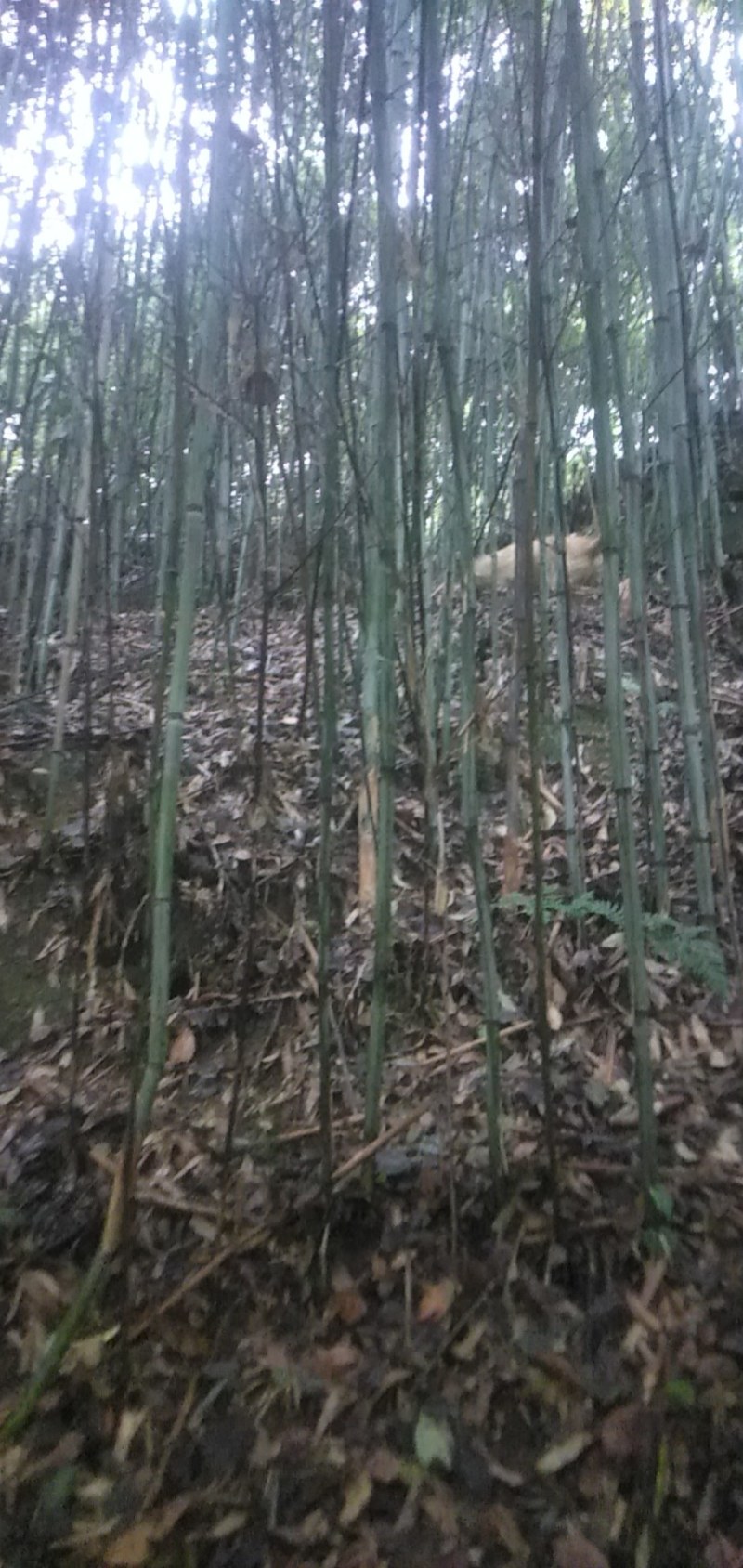 高山白竹春鲜笋，去皮，无污染源。