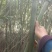 高山白竹春鲜笋，去皮，无污染源。