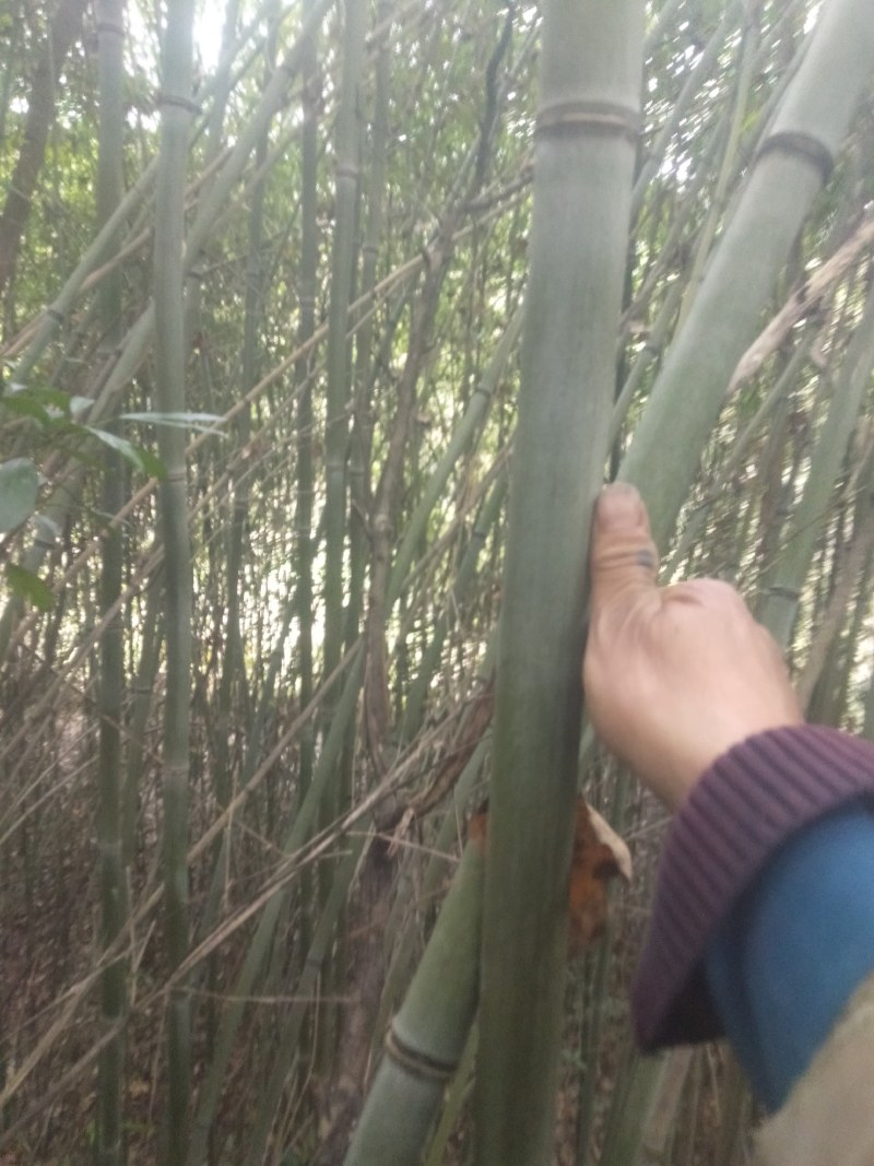 高山白竹春鲜笋，去皮，无污染源。